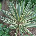 Yucca gloriosa 'Variegata' - 