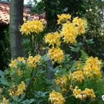 Rhododendron x kosteranum - 