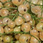 Ribes rubrum (witte bes) - Ribes rubrum (witte bes)