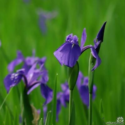 Iris laevigata - 