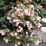 Begonia semperflorens - Begonia cucullata
