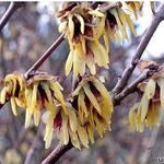 Chimonanthus praecox - Chimonanthus praecox - Chinesische Winterblüte