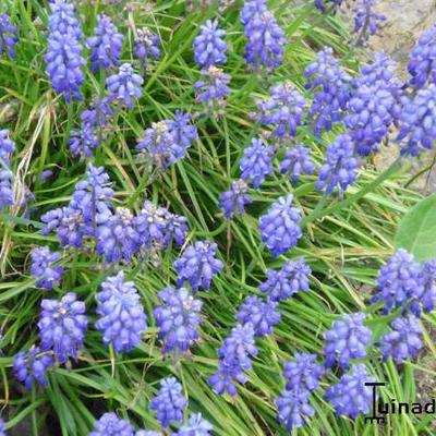 Muscari armeniacum