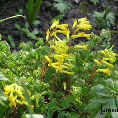 Corydalis lutea - Gelber Lerchensporn - Corydalis lutea