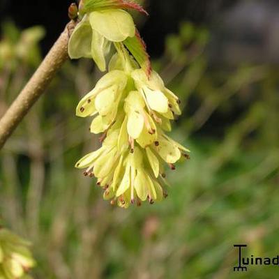 Corylopsis pauciflora - 
