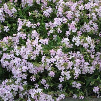 Saponaria lempergii 'Max Frei'