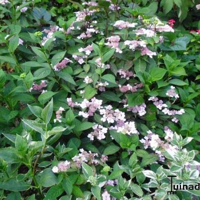 Hydrangea serrata 'Aigaku' - 