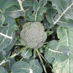 Brassica oleracea italica - 