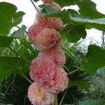 Alcea rosea 'Rose Delight - 