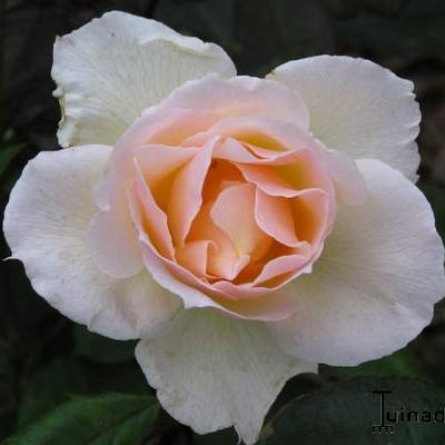Rosa 'Terra Jubilee' - 