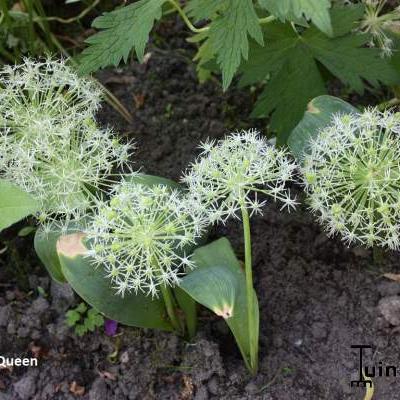 Allium karataviense 'Ivory Queen' - 