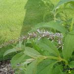 Buddleja japonica - Buddleia du Japon