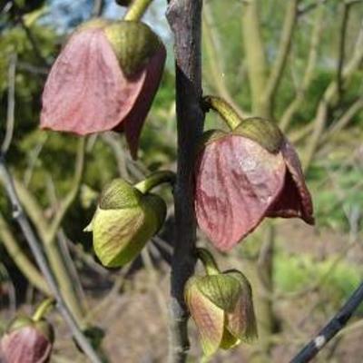 Asiminier trilobé - Asimina triloba