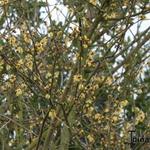Armblütige Scheinhasel - Corylopsis pauciflora