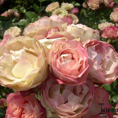 Rosa 'Acropolis' - 