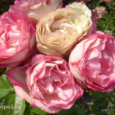 Rosa 'Acropolis' - 