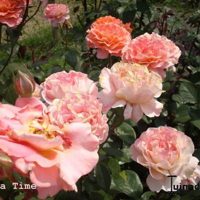 Rosa 'Tea Time' - 