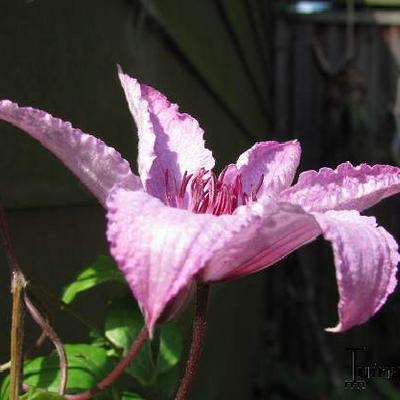 Clematis 'Hagley Hybrid'  - Clematis 'Hagley Hybrid' 