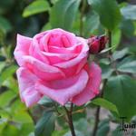Rosa 'Queen Elizabeth' - 