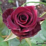 Rosa 'Black Baccara' - 