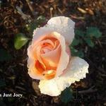 Rosa 'Just Joey' - 