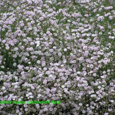 Gypsophila repens 'Letchworth Rose' - 