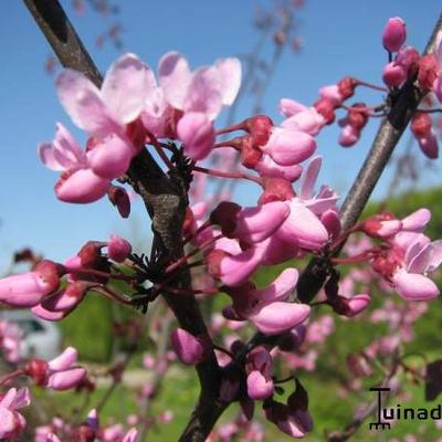 Cercis canadensis - Gainier du Canada