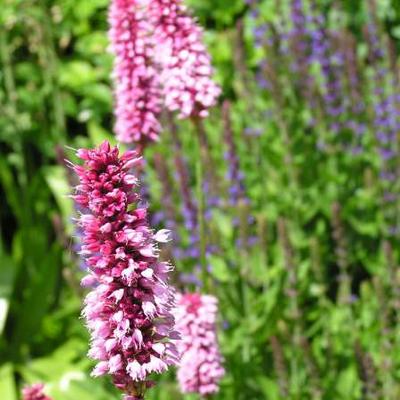 Persicaria bistorta 'Hohe Tatra'