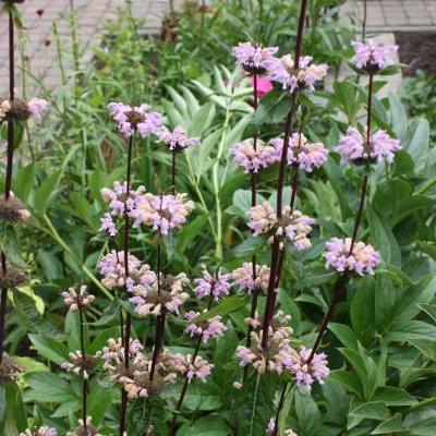 Phlomis tuberosa 'Amazone' - Phlomis tuberosa 'Amazone'