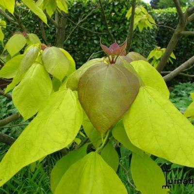 Catalpa bignonioides 'Aurea' - 