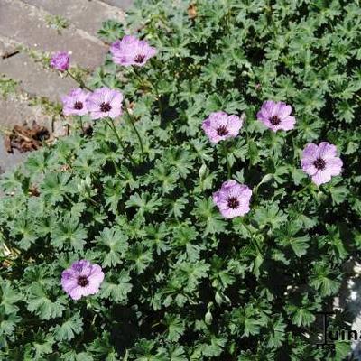 Geranium cinereum 'Ballerina'