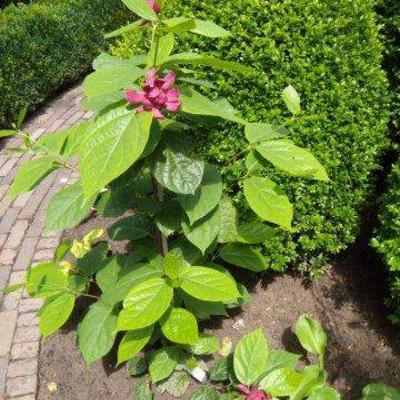 Calycanthus x raulstonii 'Hartlage Wine'