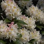 Rhododendron 'Cunningham's White' - 