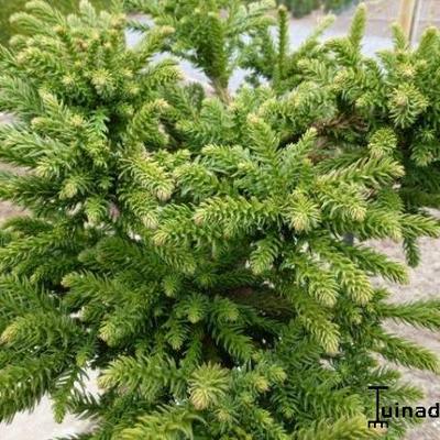 Cryptomeria japonica 'Dinger' - 