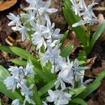 Scilla mischtschenkoana - Mischtschenko-Blaustern