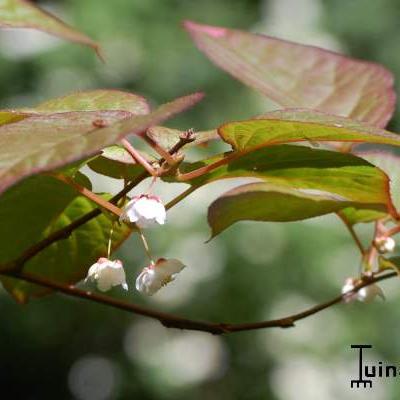 Kiwi arctique - Actinidia kolomikta