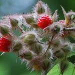 ronce à poils rouges - Rubus phoenicolasius