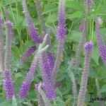Teucrium hyrcanicum ‘Purple Tails' - 