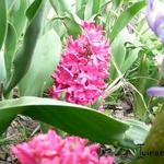 Hyacinthus - 