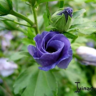 Hibiscus syriacus 'Oiseau Bleu' - Hibiscus syriacus 'Oiseau Bleu'