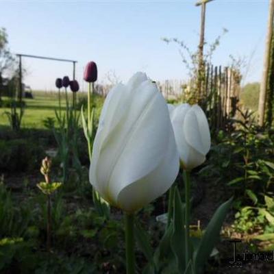 Tulipa 'Purissima' - 
