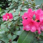 Rhododendron 'Anna Rose Whitney' - 
