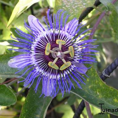 Acheter Passiflora Caerulea - Passiflore? Commandez en ligne au Jardinerie  Koeman