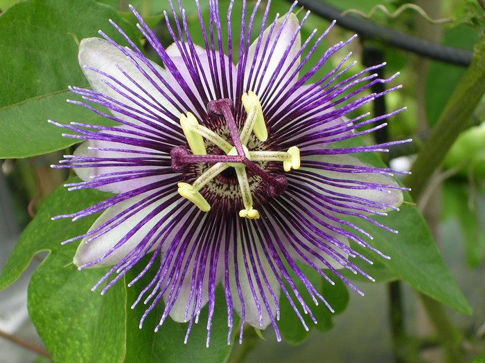 Fleur de la Passion - Passiflore violette - Passiflora Purple Haze