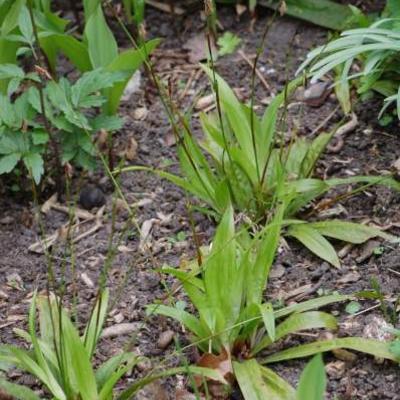 Carex plantaginea - Carex plantaginea