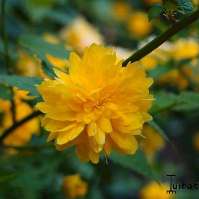 Kerria japonica 'Pleniflora' - 