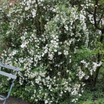 Belgischer Spierstrauch - Spiraea x vanhouttei