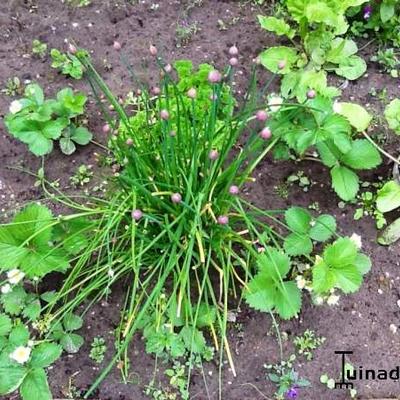 Ciboulette (botanique) - Allium schoenoprasum