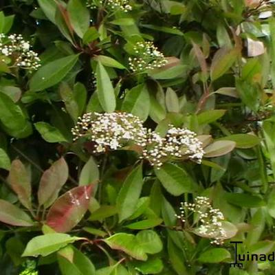 Photinia x fraseri 'Red Robin'