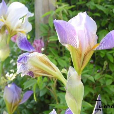 Iris germanica - 